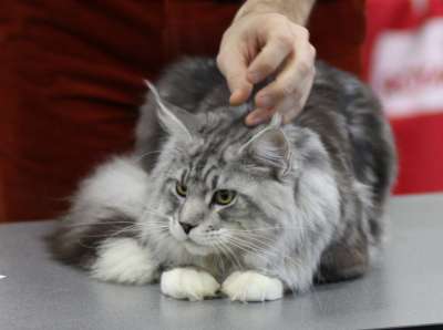 �������� ����� '������� ���-�����' 30 ������-1 ������� 2013., ������������ ��� 2398